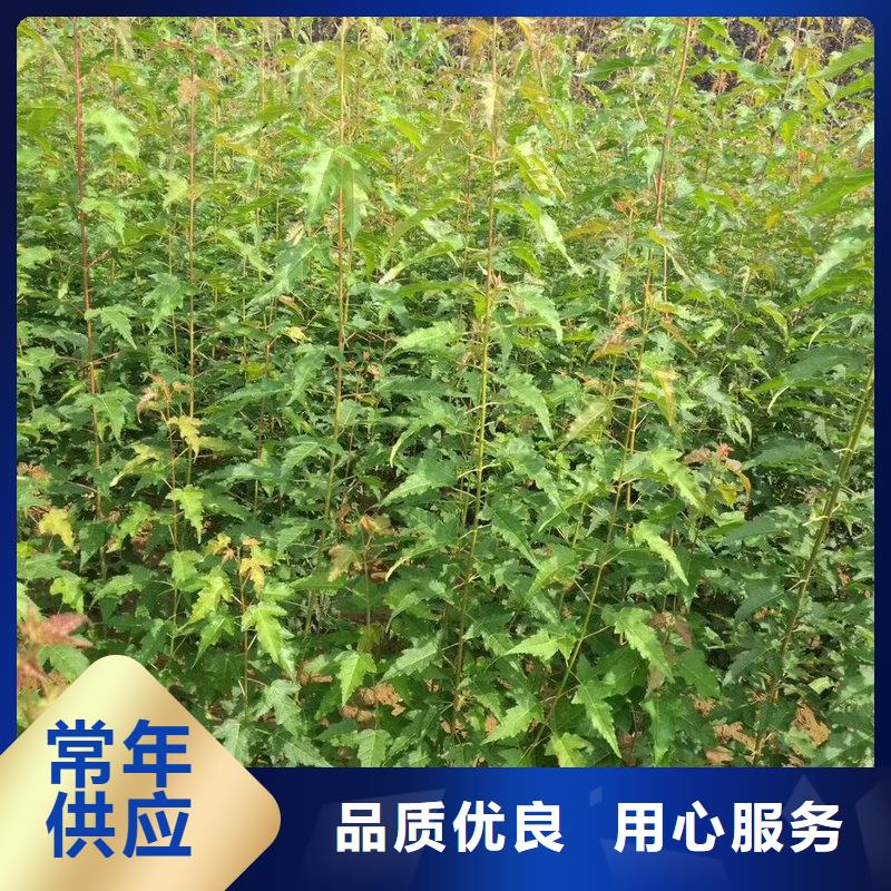 茶條槭-為您服務