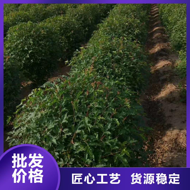 茶條槭查看詳情