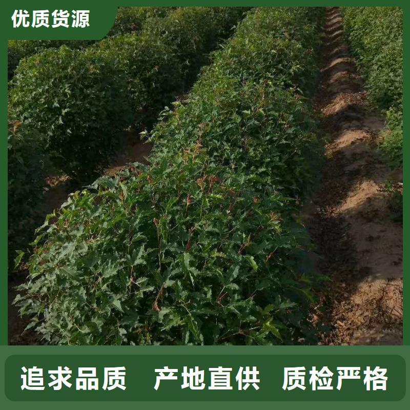 茶條槭生產(chǎn)廠家好品質(zhì)售后無憂