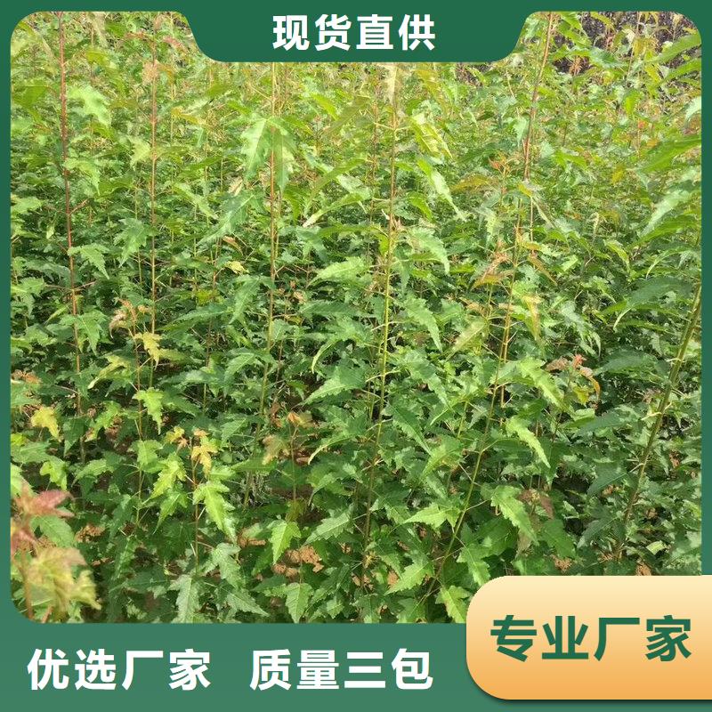 茶條槭業內好評