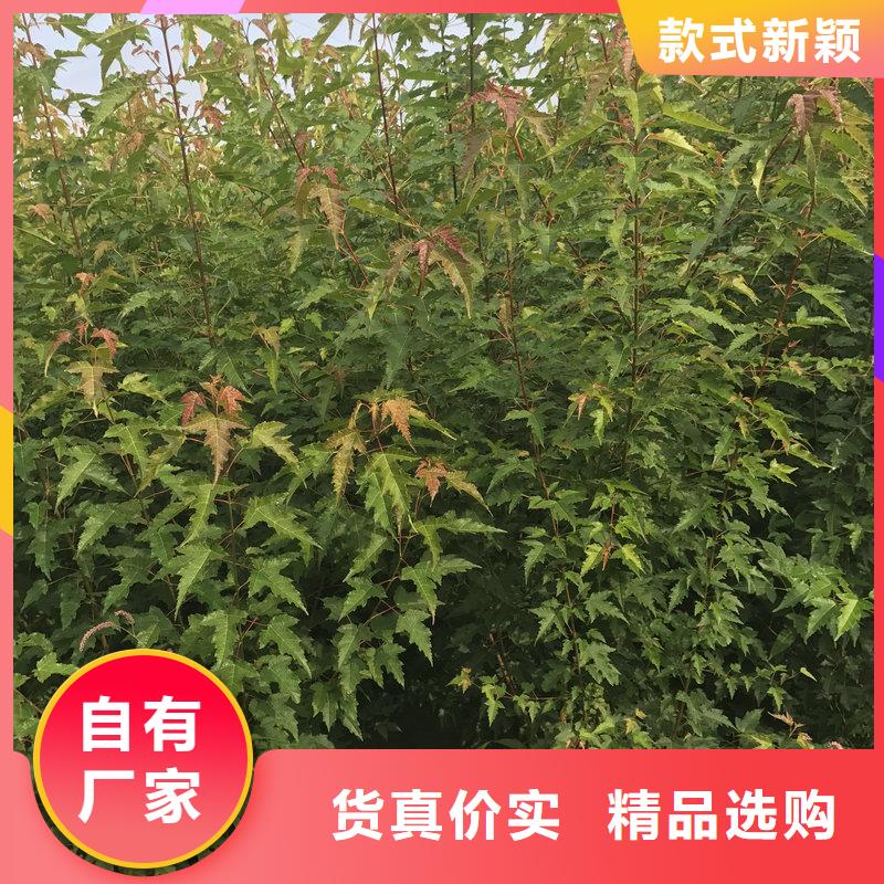 优惠的茶条槭正规厂家