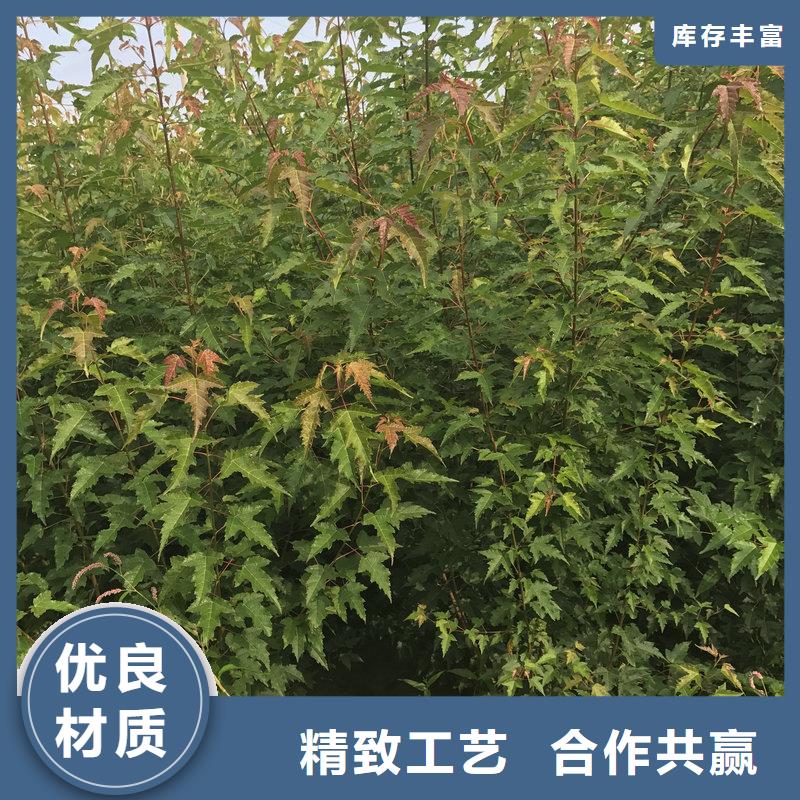 供應茶條槭茶條槭批發產地批發