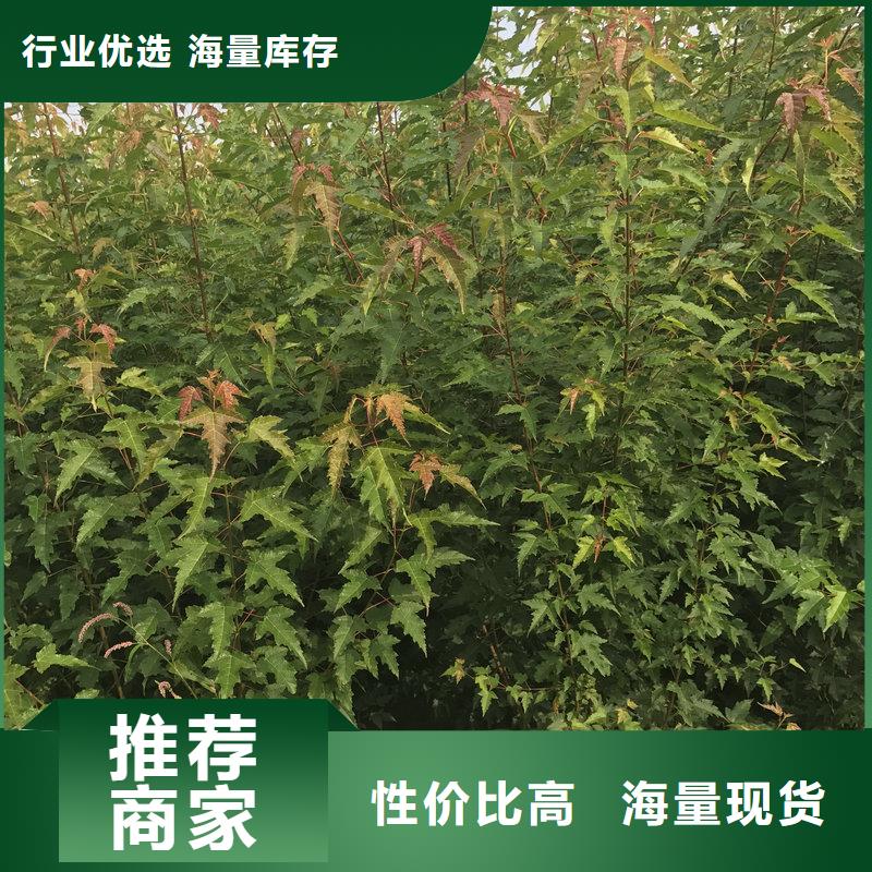 质量优的茶条槭供应商