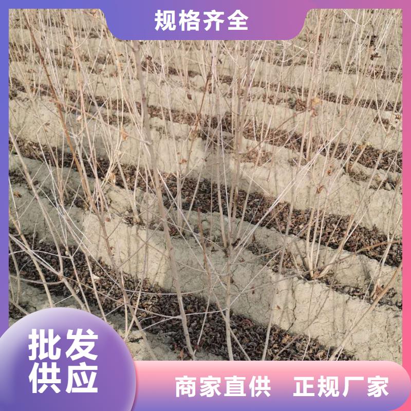 新聞：茶條槭廠家