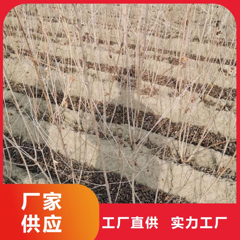 茶條槭-全國(guó)發(fā)貨
