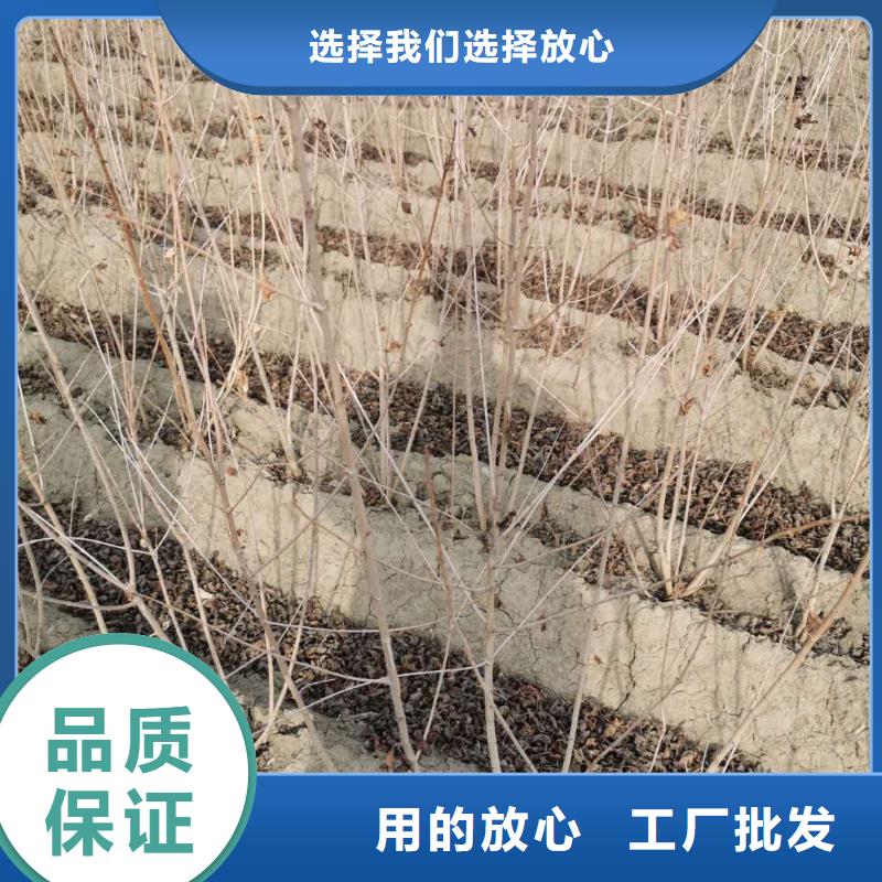 大規模茶條槭生產廠家