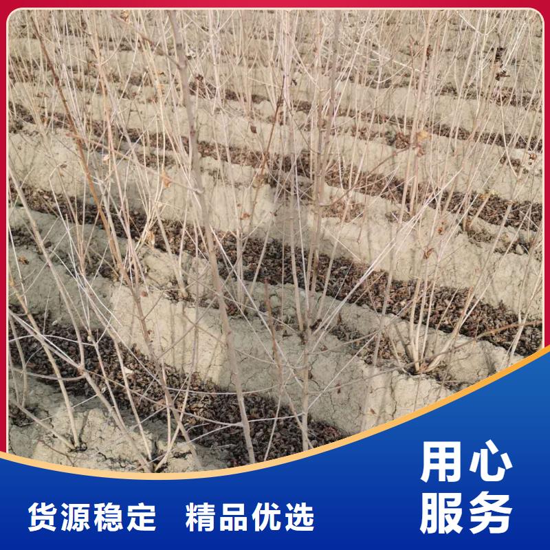 #茶條槭#-價格優(yōu)惠