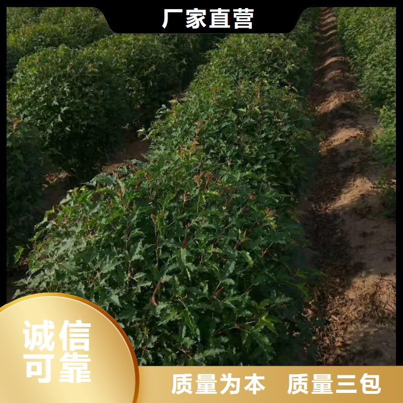 茶条槭优选厂商