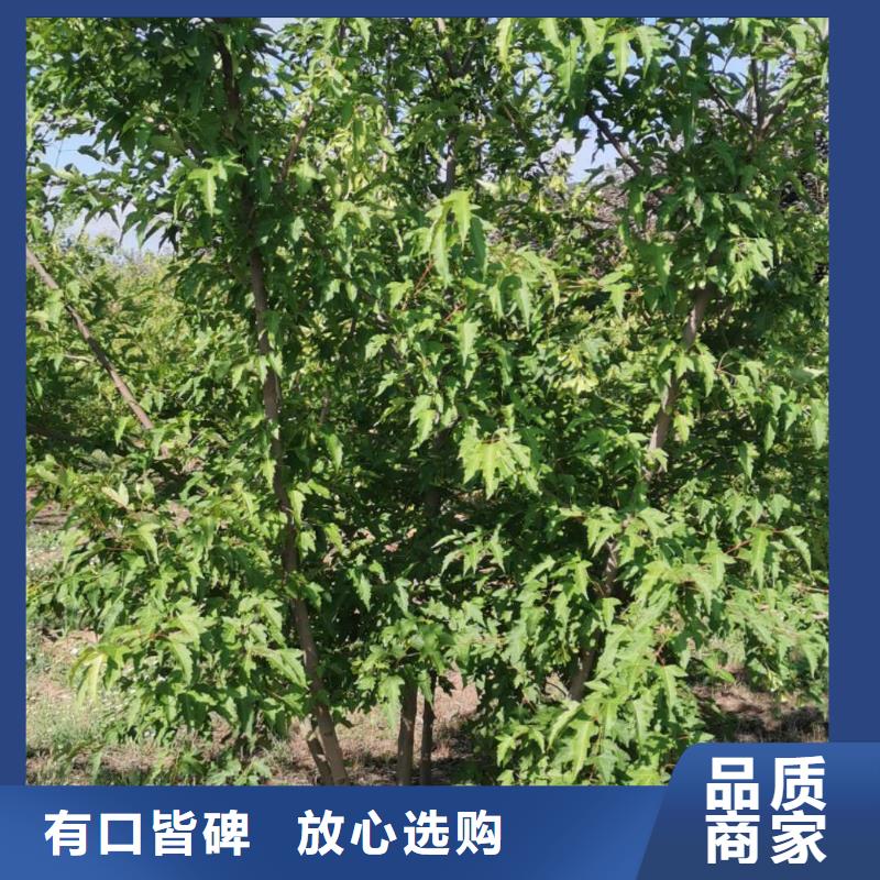 茶條槭質量有保障的廠家