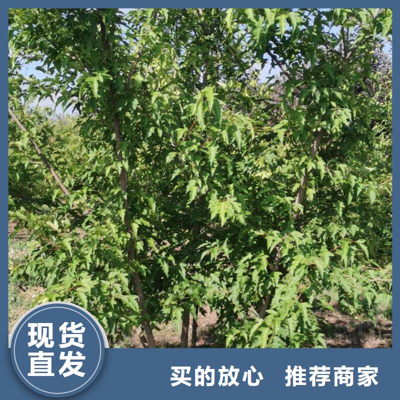 茶條槭供應廠家海量庫存