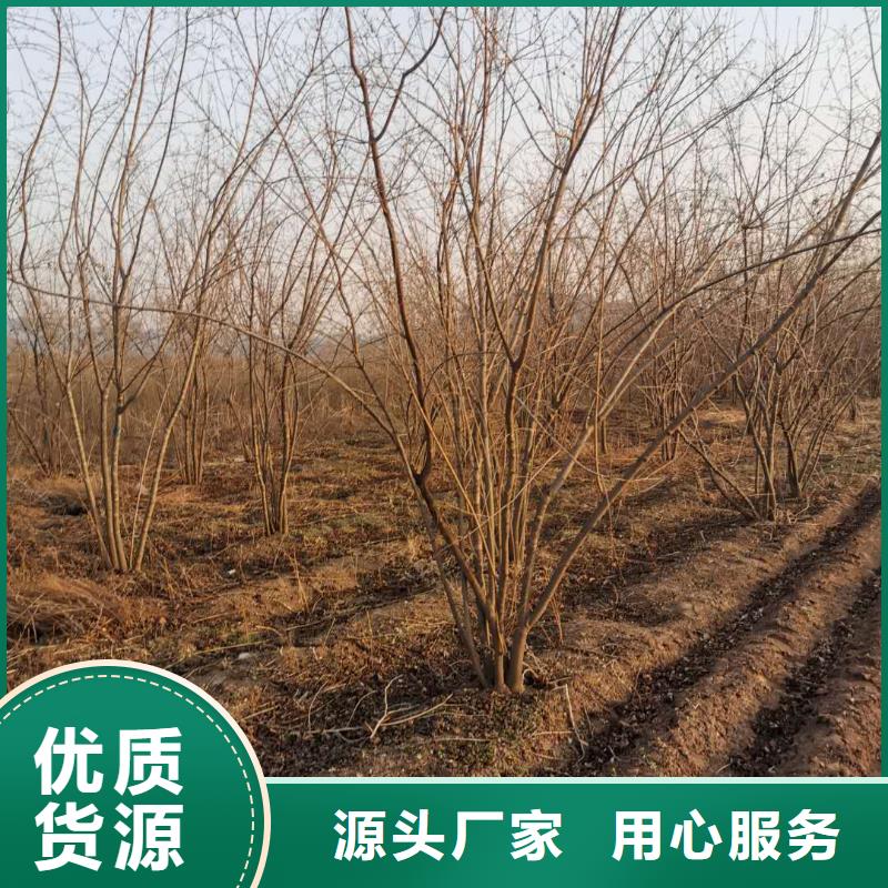 大規模茶條槭生產廠家