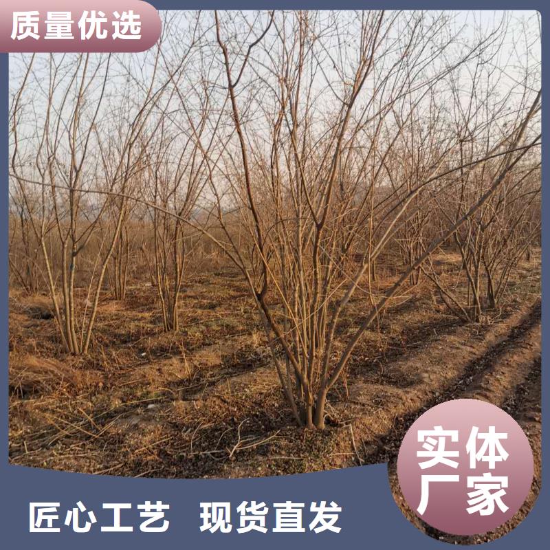 【圖】茶條槭廠家直銷的簡單介紹
