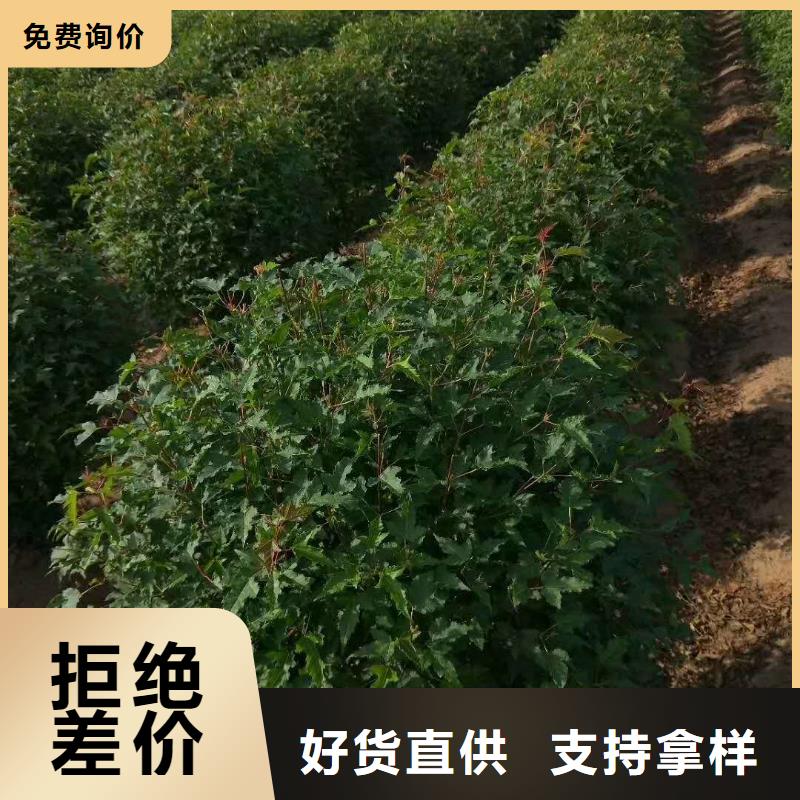 元寶楓小苗元寶楓球自家圃地直銷價格合理熱賣
