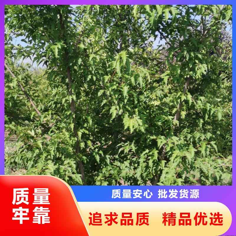 五角楓小苗-五角楓球歡迎撥打財(cái)富熱線(xiàn)價(jià)格