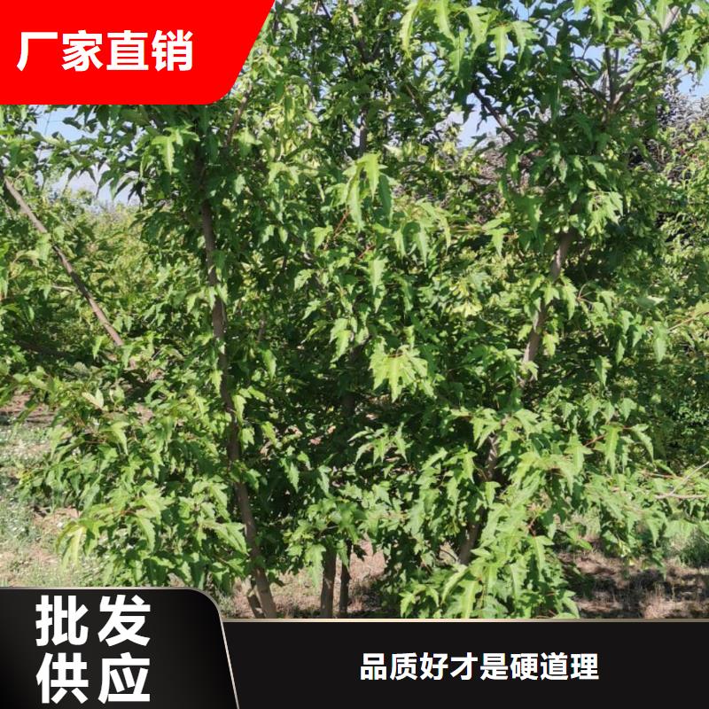 茶條槭廠家服務至上