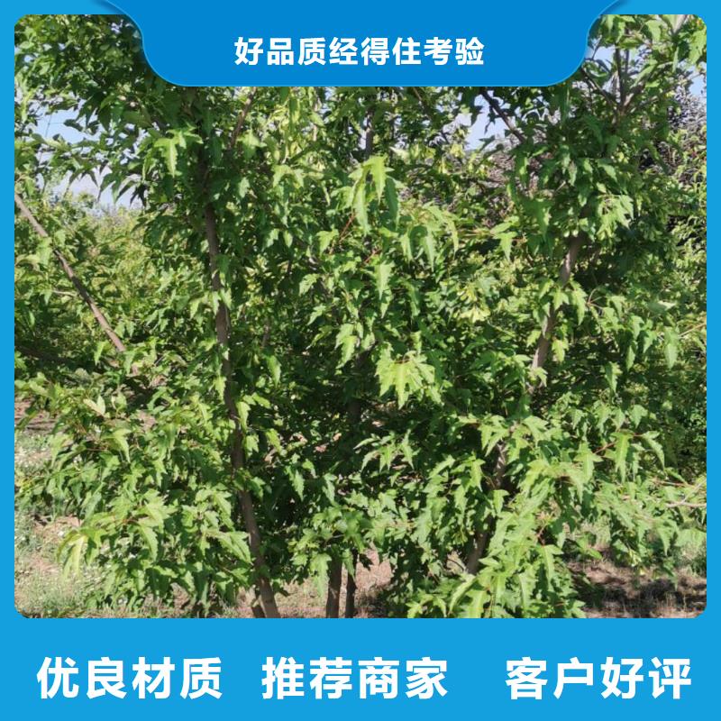 茶條槭公司地址