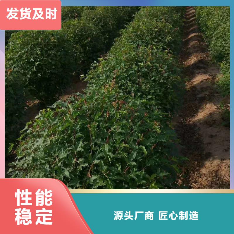 茶條槭廠家直銷-苗木種植專業合作社