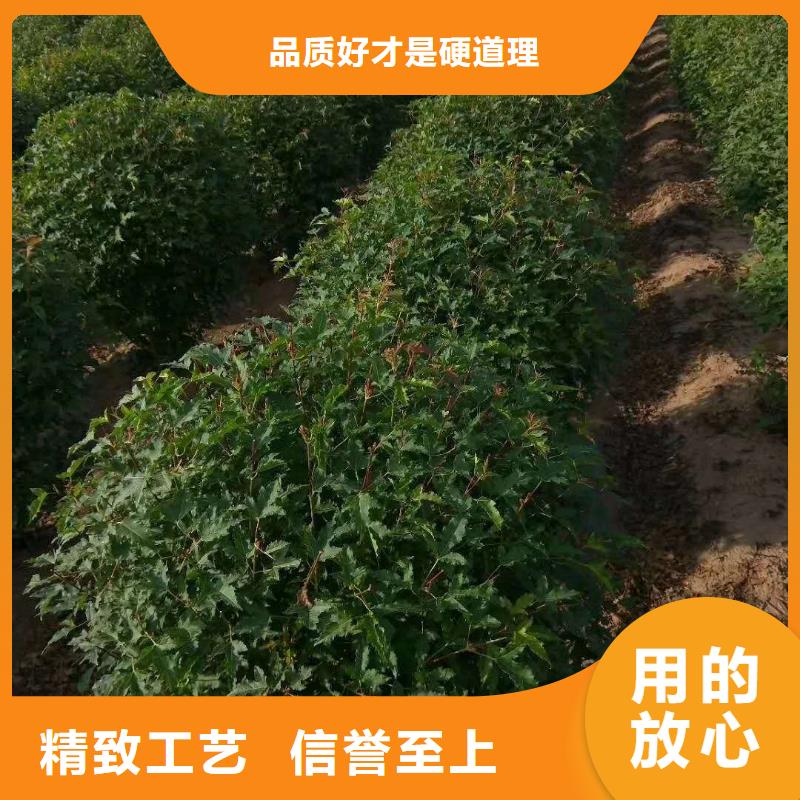 重信譽茶條槭廠商