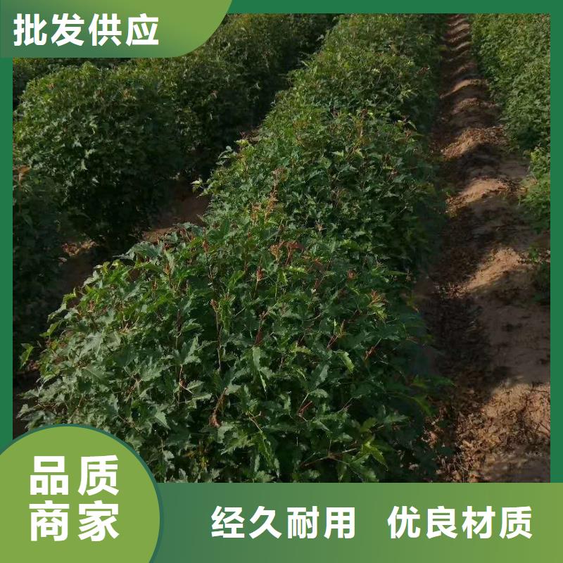新聞：茶條槭廠家