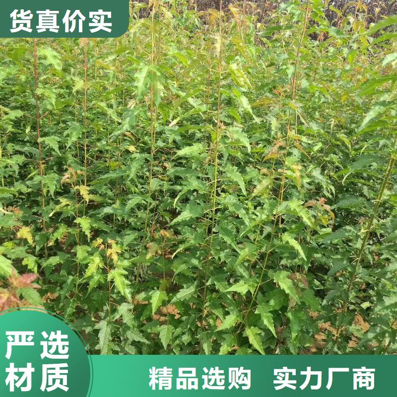 茶條槭全國送貨上門