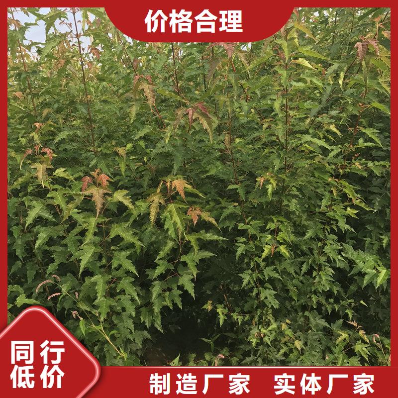 發貨及時的茶條槭公司