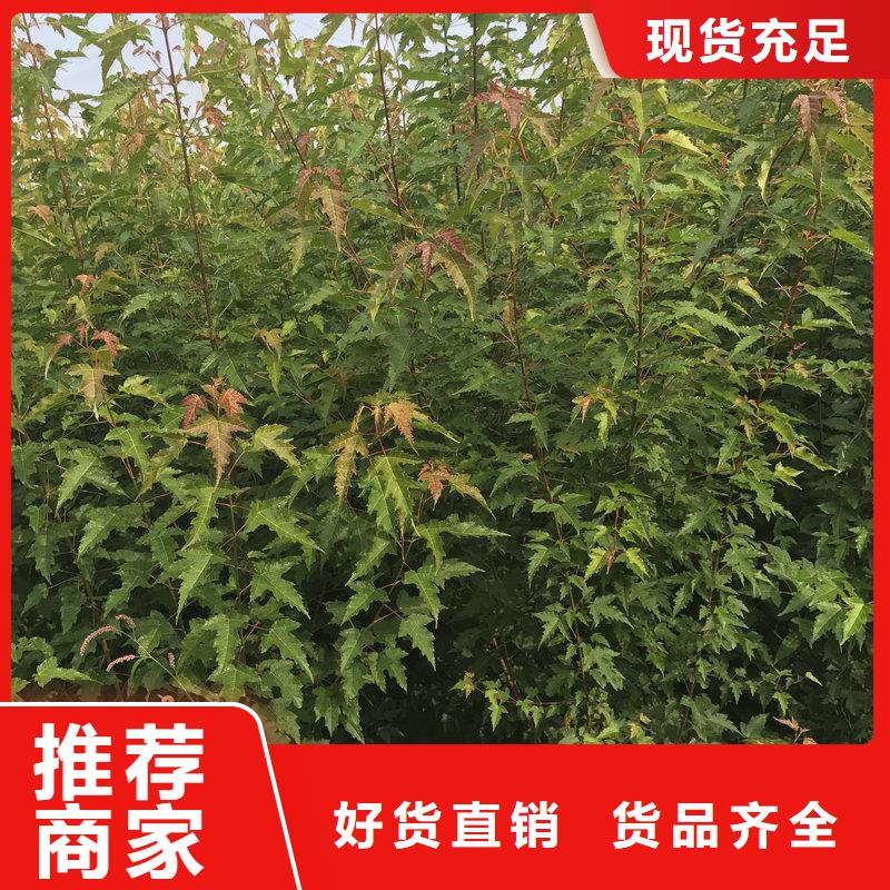 茶條槭廠家熱銷當地公司