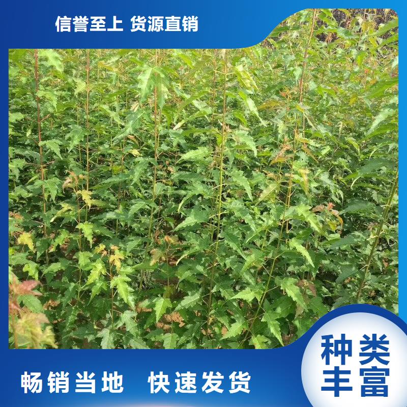 茶條槭-茶條槭大型廠家