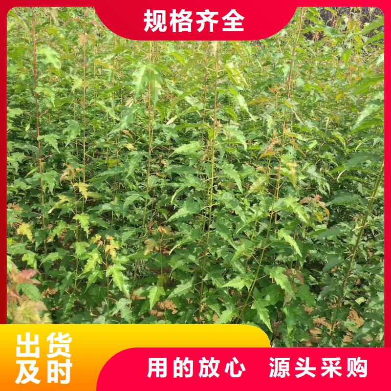 茶條槭、茶條槭廠家直銷-價(jià)格合理品質(zhì)優(yōu)選