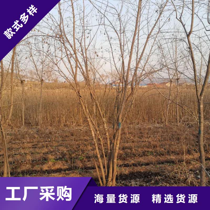 茶條槭廠家實力可靠當地制造商