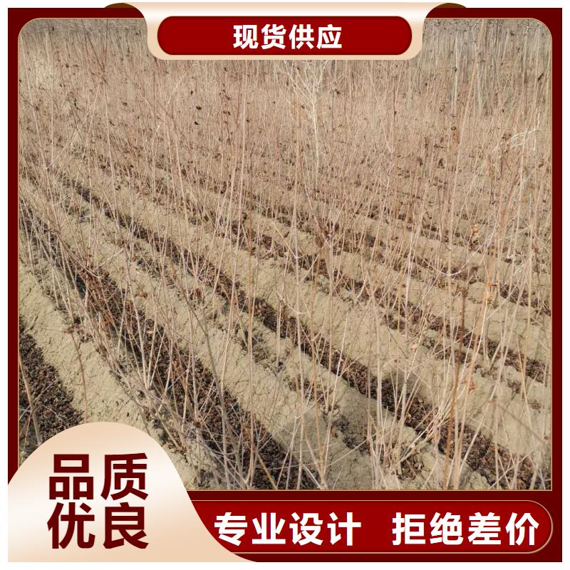 茶條槭發貨就是快