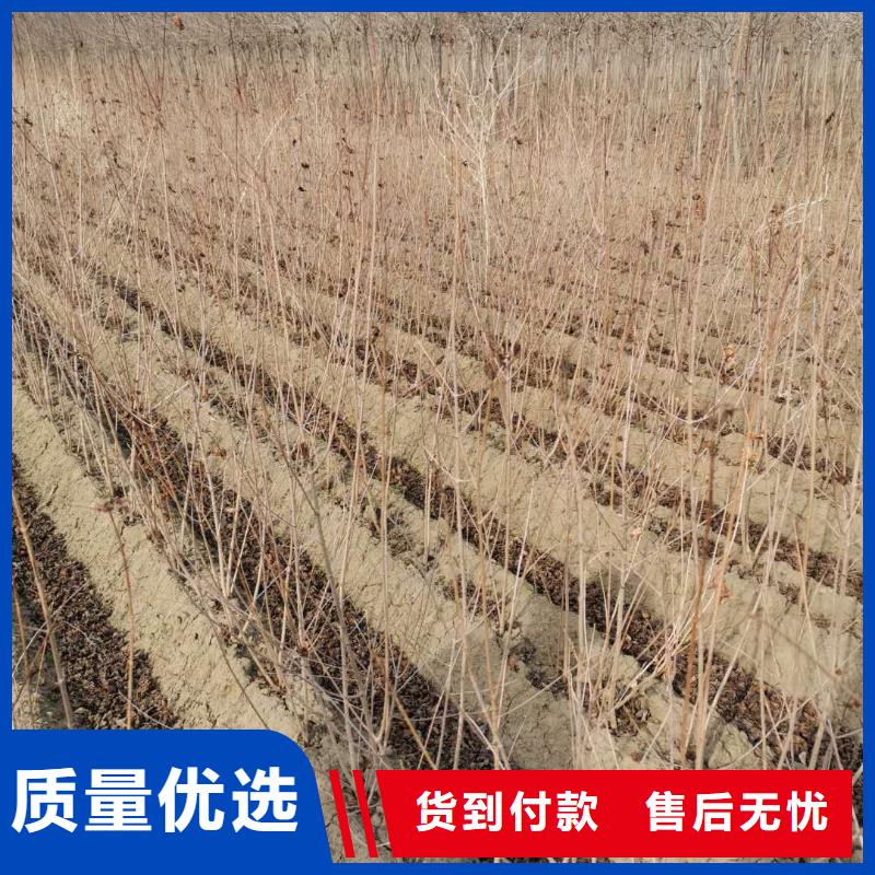 茶條槭-全國(guó)發(fā)貨