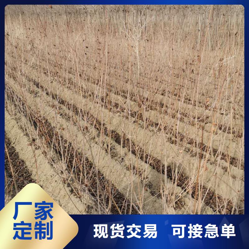 茶條槭質量有保證