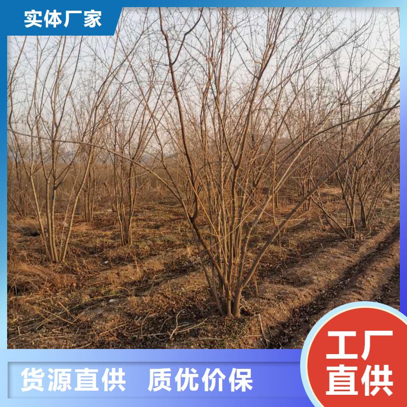 買茶條槭必看-來電咨詢市場報價