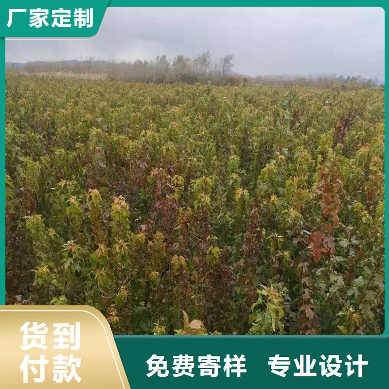 買茶條槭必看-廠家直銷