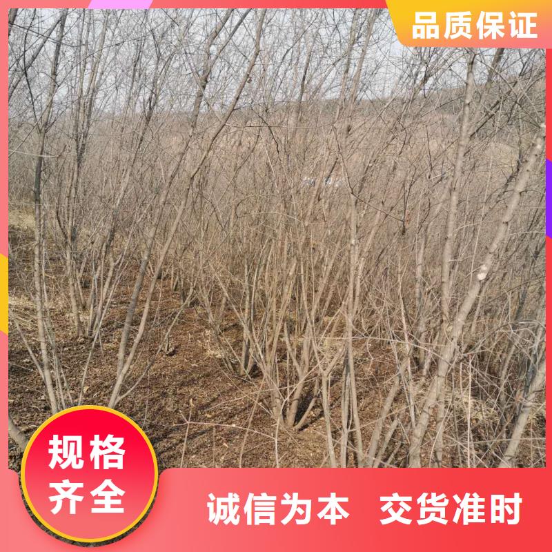 大規模茶條槭生產廠家