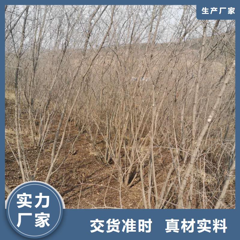 茶條槭廠家_咨詢優(yōu)惠甄選好廠家