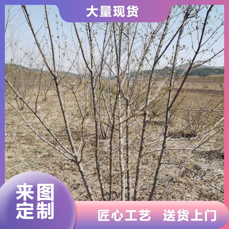 新聞：茶條槭廠家