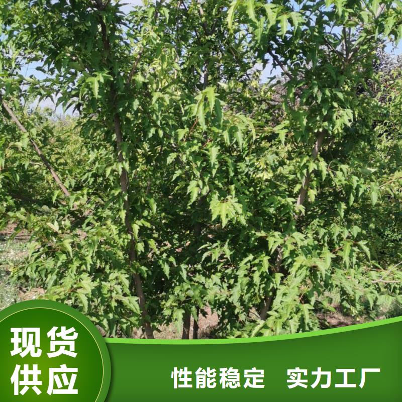 茶條槭甄選廠家