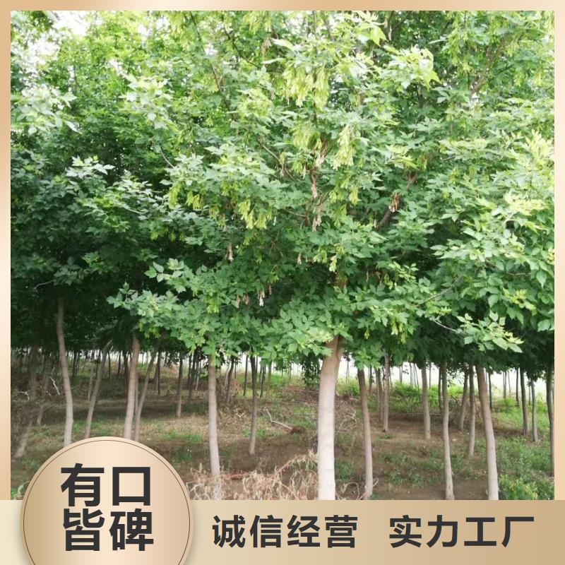 金葉復葉槭實體廠家同城服務商