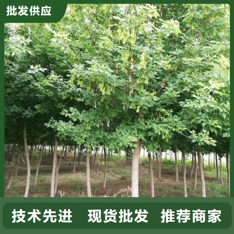 #金葉復葉槭#實力強