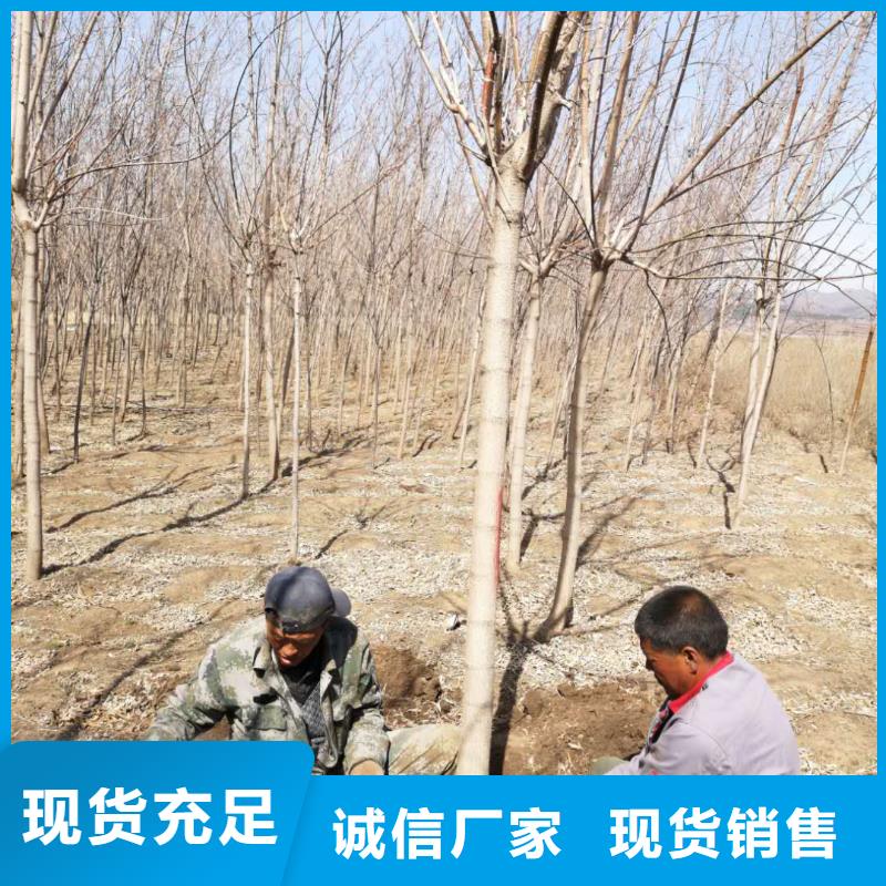 金葉復葉槭免費咨詢