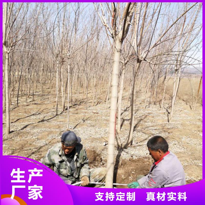 專業(yè)銷售金葉復葉槭-保質