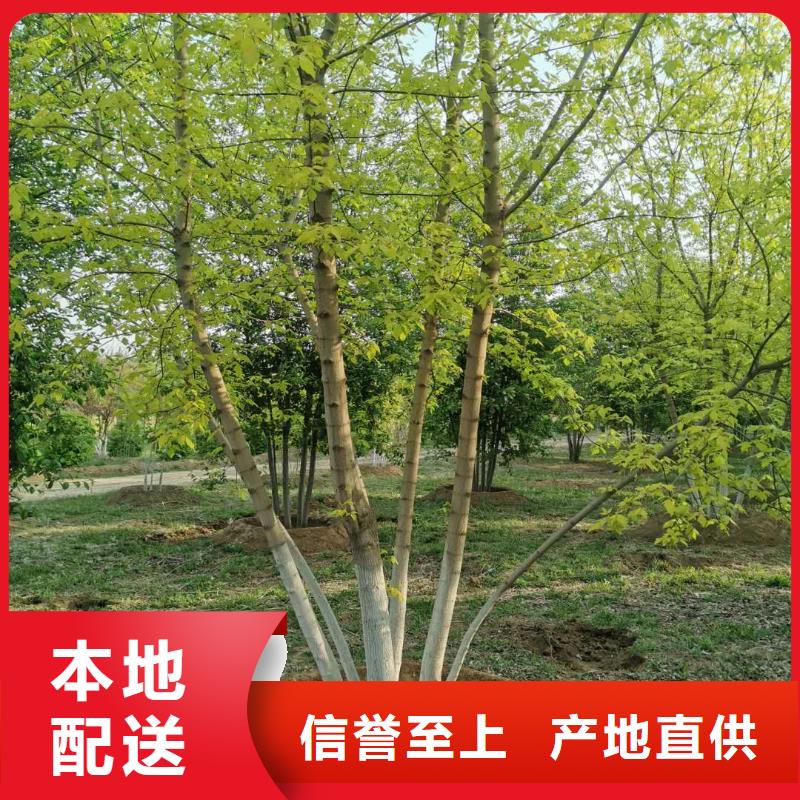 金葉復葉槭口碑-苗木種植專業(yè)合作社支持貨到付清