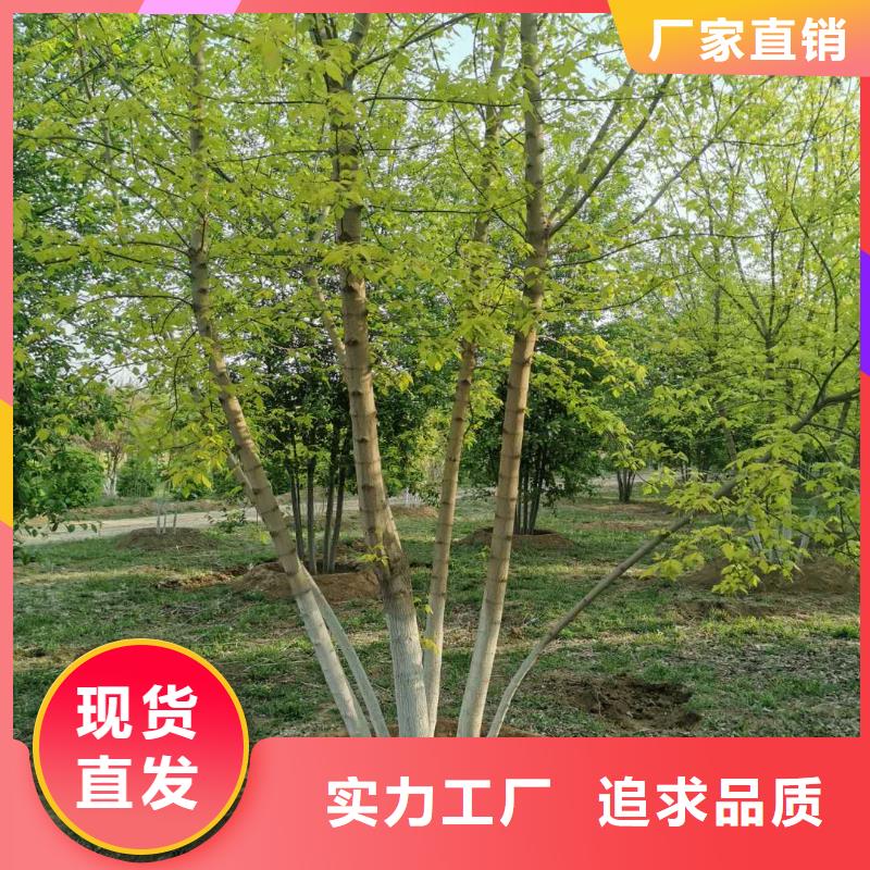 價格低的金葉復葉槭本地廠家從廠家買售后有保障