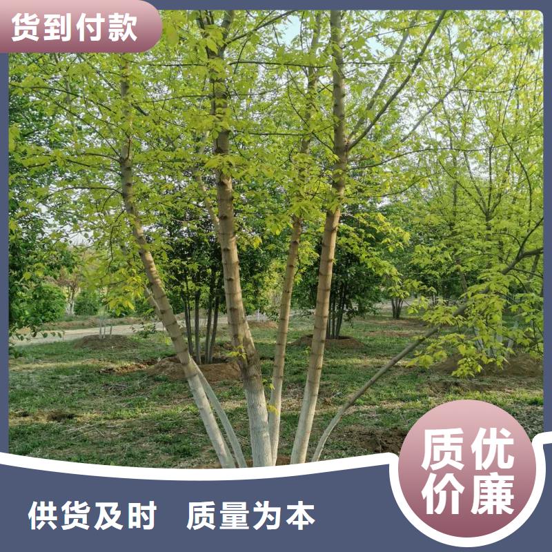 能做金葉復葉槭的廠家