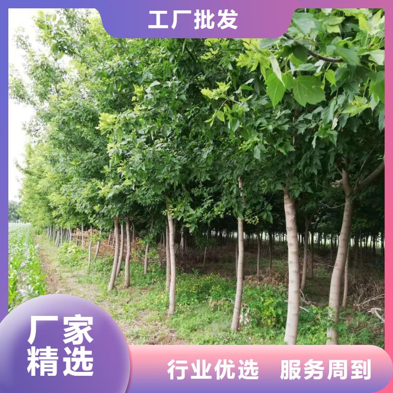 銷售金葉復葉槭