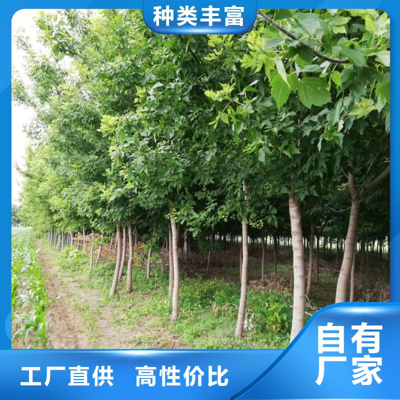 金葉復葉槭廠家優惠促銷