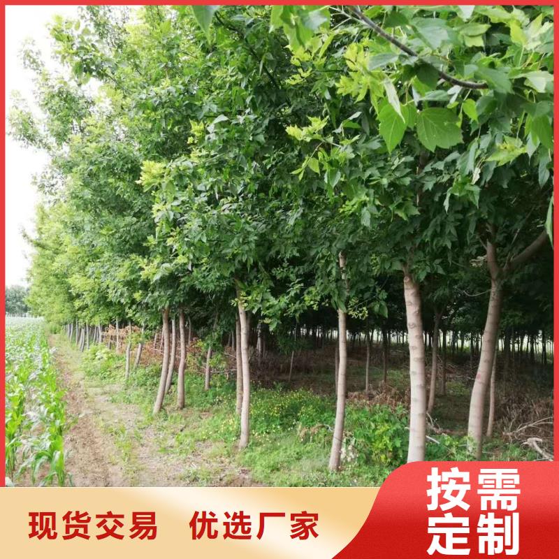專業銷售金葉復葉槭-品牌