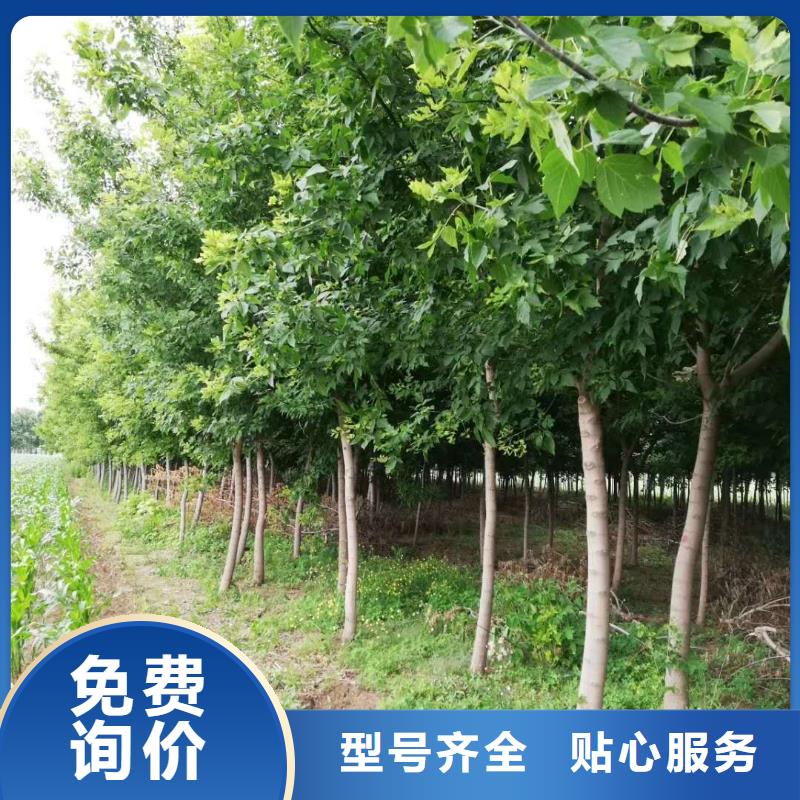 金葉復葉槭免費咨詢