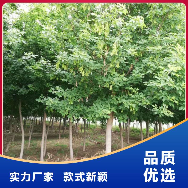 規(guī)格齊全的金葉復葉槭廠家匠心品質(zhì)